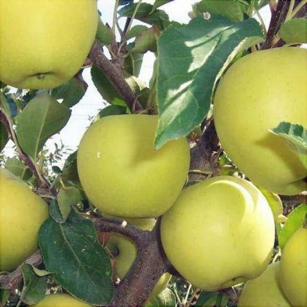 Pomi Fructiferi - Mar Clar Alb - Anul 3 - 1 buc - Regatul Plantelor