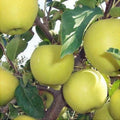 Măr ”Clar Alb”