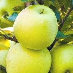 Pomi Fructiferi - Mar Clar Alb - Anul 3 - 1 buc - Regatul Plantelor