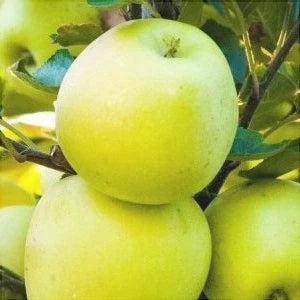 Măr ”Clar Alb”