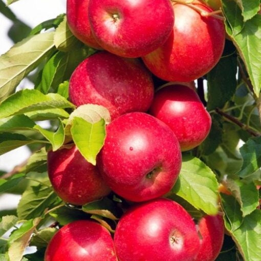 Pomi Fructiferi - Mar Columnar de Vara - Anul 3 - 1 buc - Ghiveci