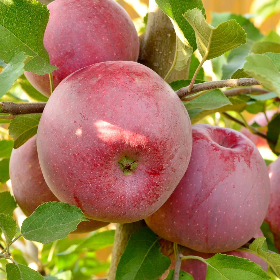 Pomi Fructiferi - Mar Florina - Anul 3 - 1 buc - Regatul Plantelor