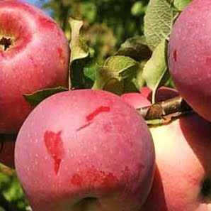 Pomi Fructiferi - Mar Florina - Anul 3 - 1 buc - Regatul Plantelor