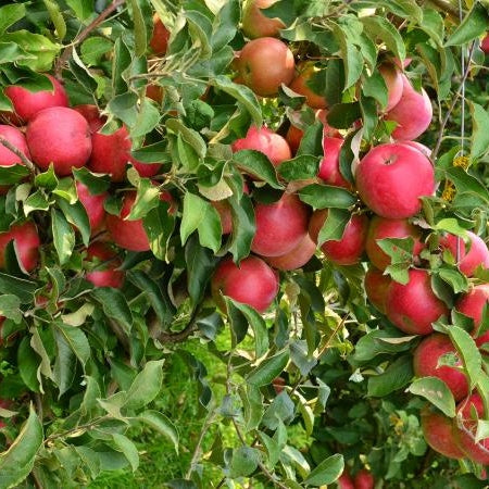 Pomi Fructiferi - Mar Florina - Anul 3 - 1 buc - Regatul Plantelor