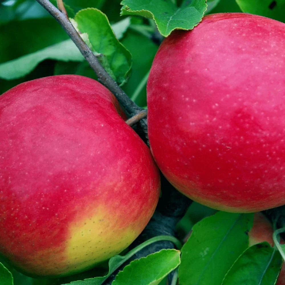 Pomi Fructiferi - Măr Fuji - Anul 3 - 1 buc - Regatul Plantelor
