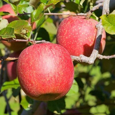 Pomi Fructiferi - Mar Fuji - Anul 3 - 1 buc - Regatul Plantelor