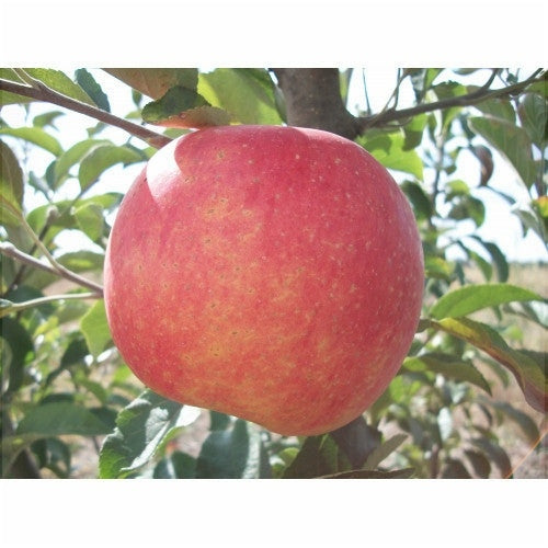 Pomi Fructiferi - Mar Generos - Anul 3 - 1 buc - Regatul Plantelor