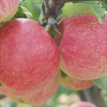 Pomi Fructiferi - Mar Generos - Anul 3 - 1 buc - Regatul Plantelor