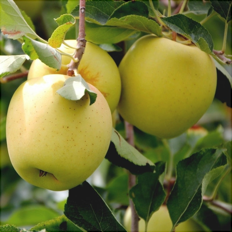 Pomi Fructiferi - Mar Golden Delicious - Anul 3 - 1 buc - Regatul Plantelor
