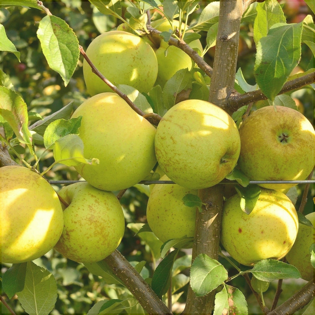 Pomi Fructiferi - Mar Golden Delicious - Anul 3 - 1 buc - Regatul Plantelor