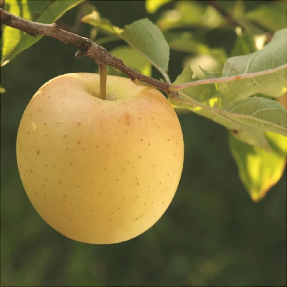 Măr ”Golden Delicious”