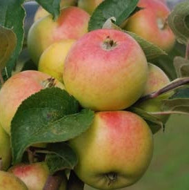 Pomi Fructiferi - Mar Golden Rosa - Anul 3 - 1 buc - Regatul Plantelor