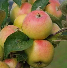Măr "Golden Rosa"