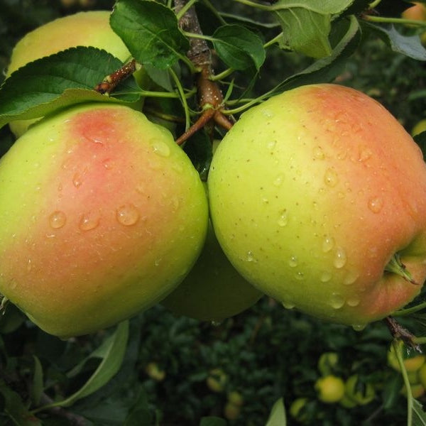 Pomi Fructiferi - Mar Golden Rosa - Anul 3 - 1 buc - Regatul Plantelor