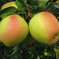 Măr "Golden Rosa"