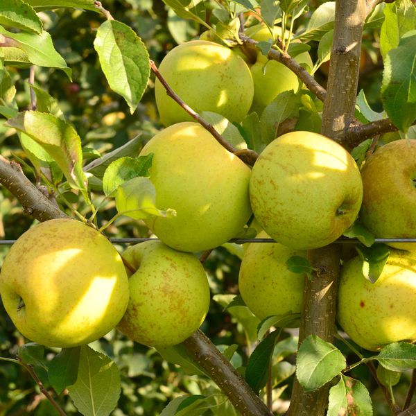 Pomi Fructiferi - Mar Golden Spur - Anul 3 - 1 buc - Regatul Plantelor