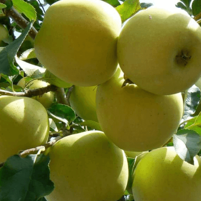 Pomi Fructiferi - Mar Golden Spur - Anul 3 - 1 buc - Regatul Plantelor