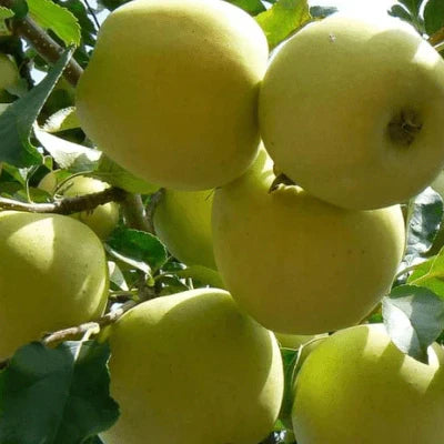 Măr ”Golden Spur”