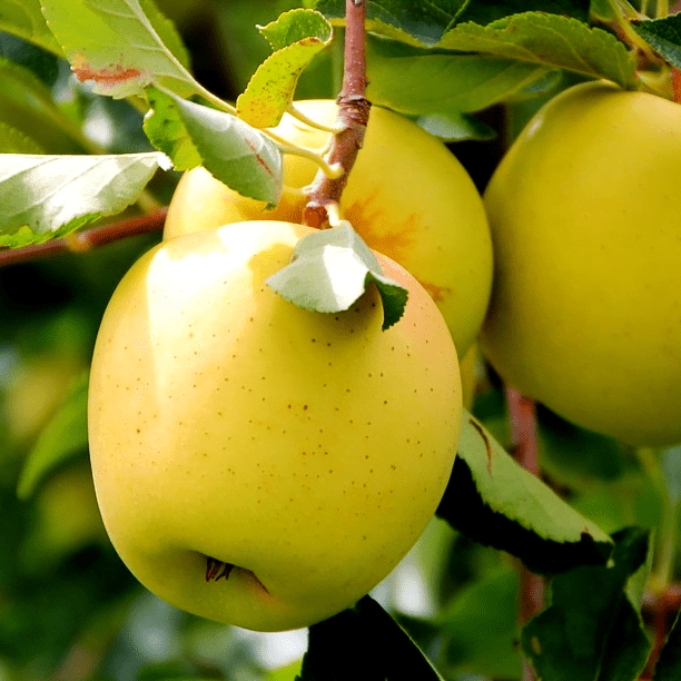 Pomi Fructiferi - Mar Golden Spur - Anul 3 - 1 buc - Regatul Plantelor