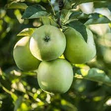 Măr "Granny Smith"