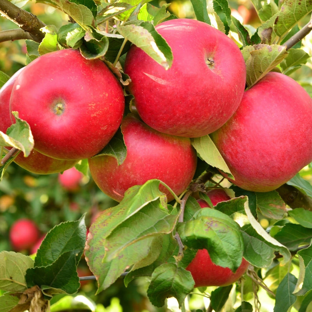 Pomi Fructiferi - Mar Idared - Anul 3 - 1 buc - Regatul Plantelor