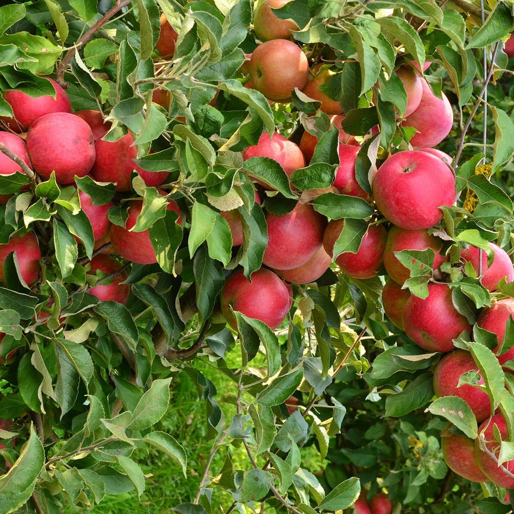 Pomi Fructiferi - Mar Idared - Anul 3 - 1 buc - Regatul Plantelor