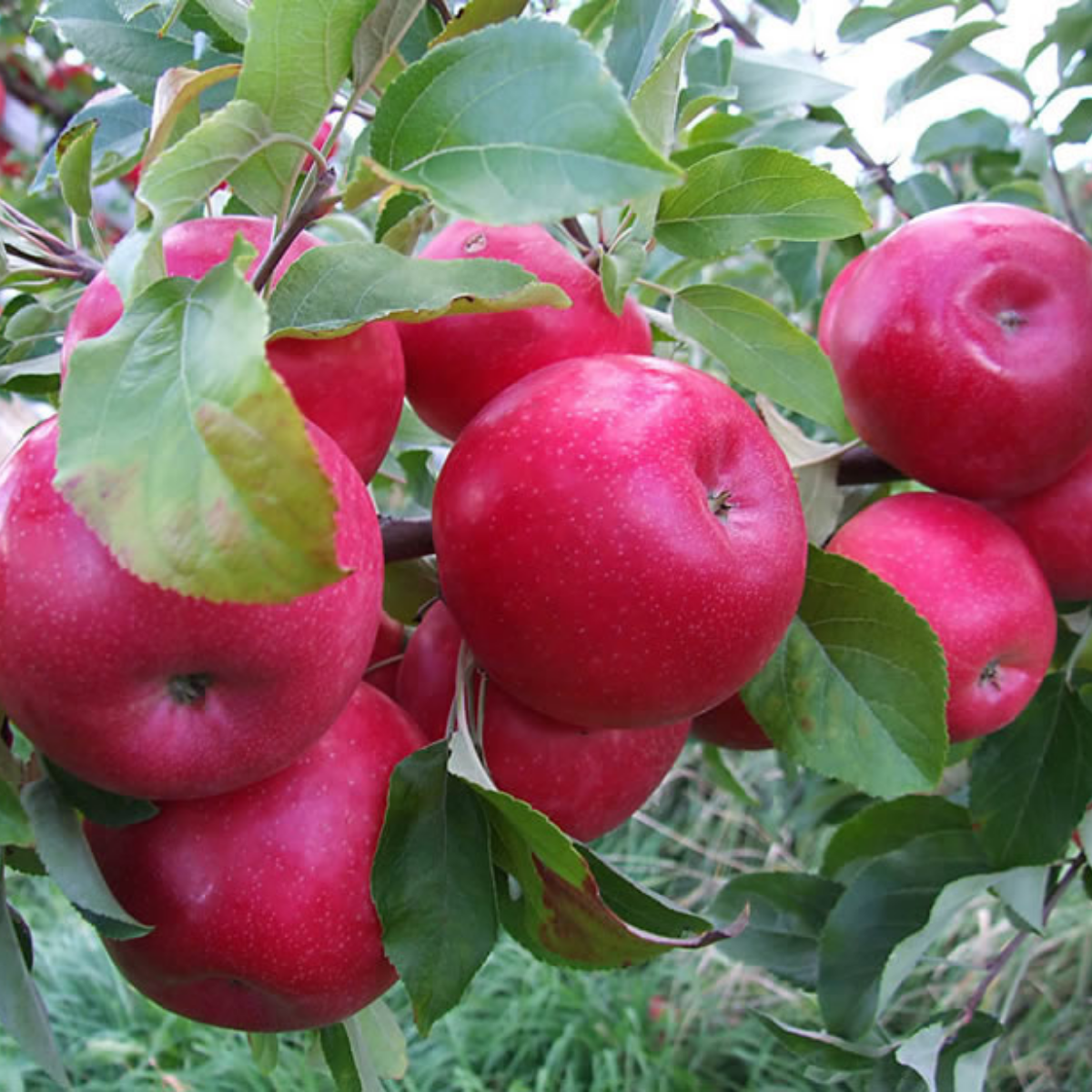 Pomi Fructiferi - Mar Idared - Anul 3 - 1 buc - Regatul Plantelor