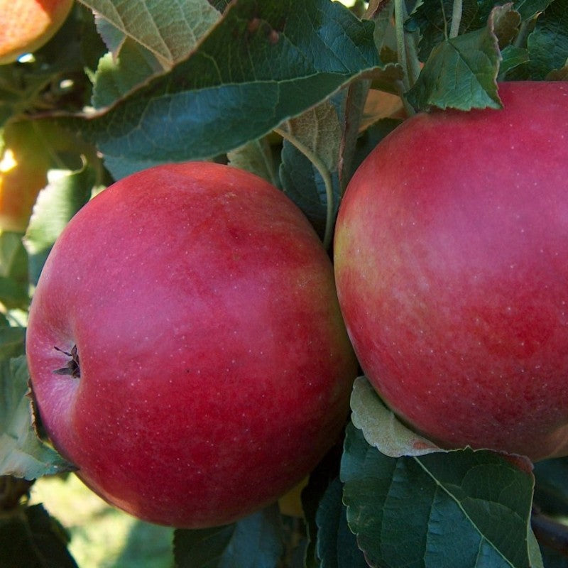 Pomi Fructiferi - Mar Idared - Anul 3 - 1 buc - Regatul Plantelor