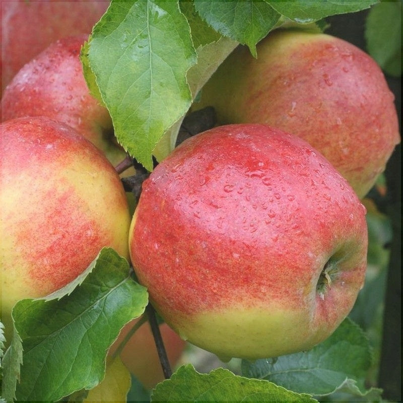 Pomi Fructiferi - Mar Jonagold - Anul 3 - 1 buc - Regatul Plantelor
