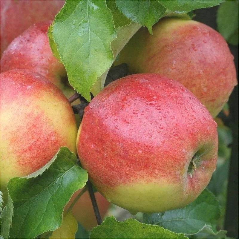 Măr "Jonagold"