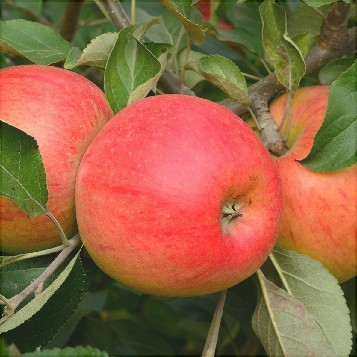 Pomi Fructiferi - Mar Jonagold - Anul 3 - 1 buc - Regatul Plantelor