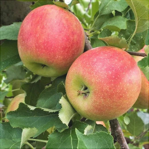 Pomi Fructiferi - Mar Jonagold - Anul 3 - 1 buc - Regatul Plantelor