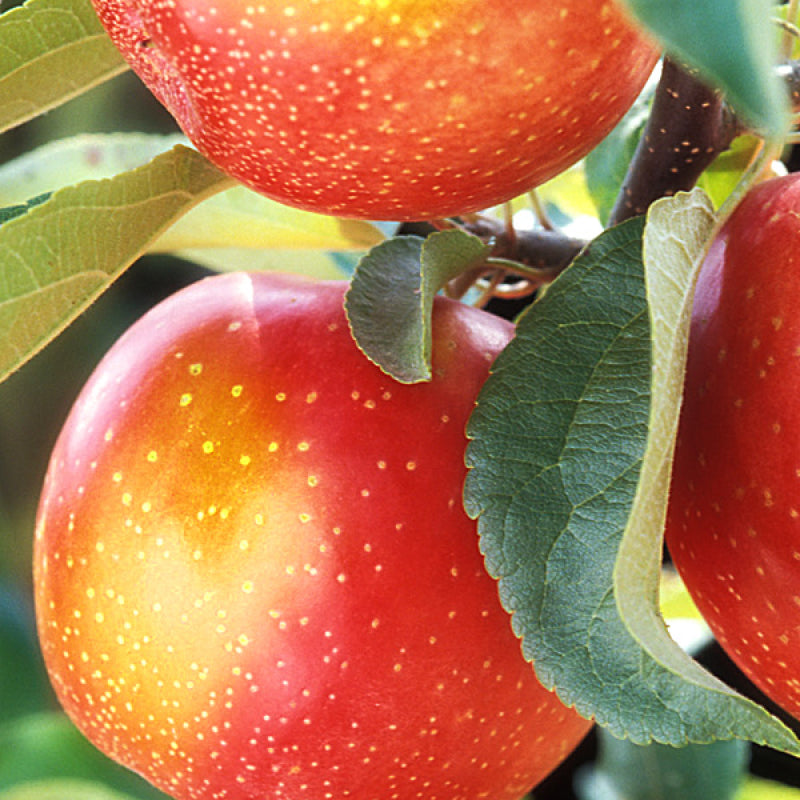 Pomi Fructiferi - Mar Jonathan - Anul 3 - 1 buc -Regatul Plantelor