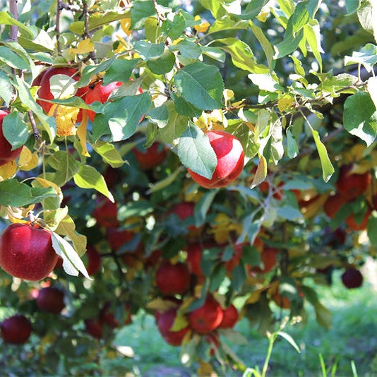 Pomi Fructiferi - Mar Jonathan - Anul 3 - 1 buc -Regatul Plantelor