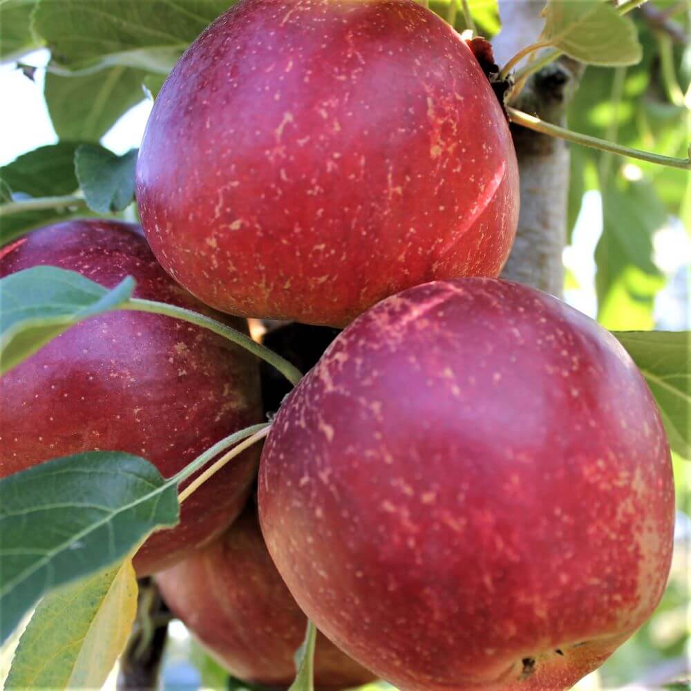 Pomi Fructiferi - Mar Jonathan - Anul 3 - 1 buc -Regatul Plantelor