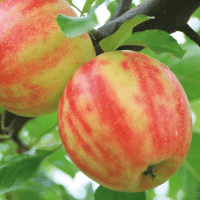 Pomi Fructiferi - Mar Karneval - Anul 3 - 1 buc - Regatul Plantelor