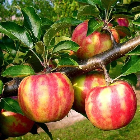 Pomi Fructiferi - Mar Karneval - Anul 3 - 1 buc - Regatul Plantelor