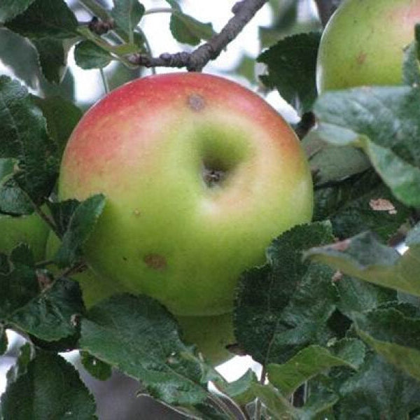 Pomi Fructiferi - Mar Patul - Anul 3 - 1 buc - Regatul Plantelor