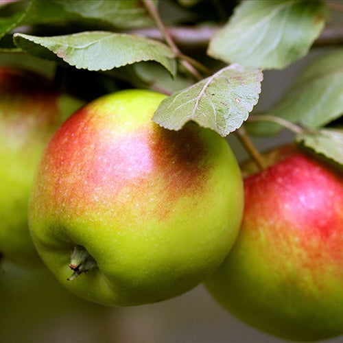 Pomi Fructiferi - Mar Patul - Anul 3 - 1 buc - Regatul Plantelor