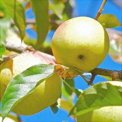 Pomi Fructiferi - Mar Poinic - Anul 3 - 1 buc - Regatul Plantelor