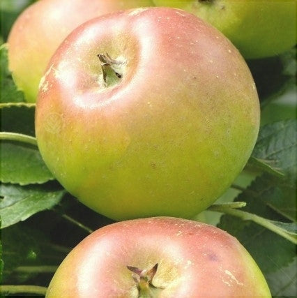 Pomi Fructiferi - Mar Poinic - Anul 3 - 1 buc - Regatul Plantelor