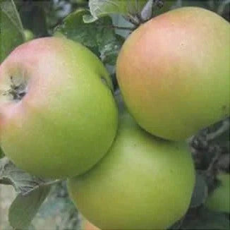 Pomi Fructiferi - Mar Poinic - Anul 3 - 1 buc - Regatul Plantelor