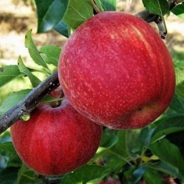 Pomi Fructiferi - Mar Prima - Anul 3 - 1 buc - Regatul Plantelor