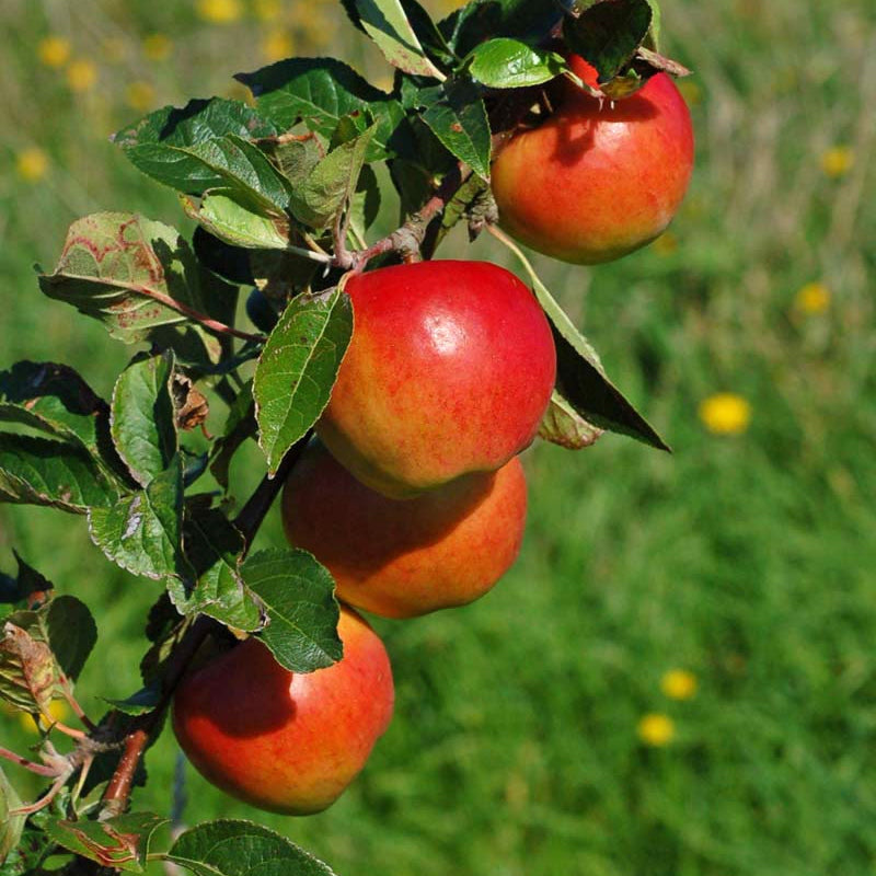 Pomi Fructiferi - Mar Prima - Anul 3 - 1 buc - Regatul Plantelor