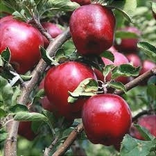 Pomi Fructiferi - Mar Red Delicious - Anul 3 - 1 buc - Regatul Plantelor