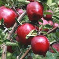 Măr ”Red Delicious”