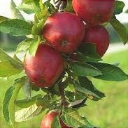 Pomi Fructiferi - Mar Red Delicious - Anul 3 - 1 buc - Regatul Plantelor