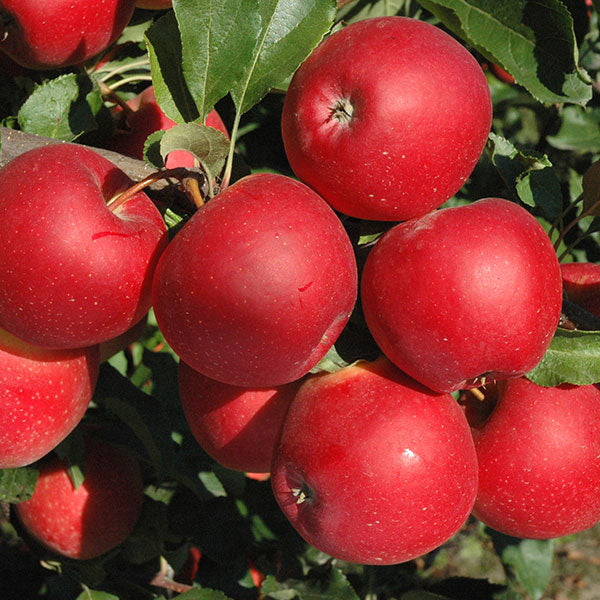 Pomi Fructiferi - Mar Red Love - Anul 3 - 1 buc - Regatul Plantelor