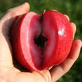 Măr ”Red Love”
