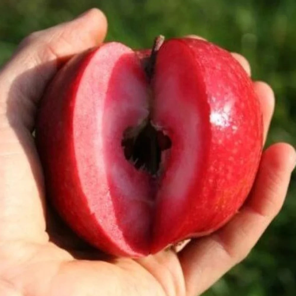 Pomi Fructiferi - Mar Red Love - Anul 3 - 1 buc - Regatul Plantelor